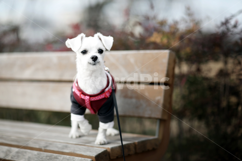 말티즈,애견스냅,스마일,cute,산책,애견,동물,animal,포유류,mammal,개,강아지,dog,doggy