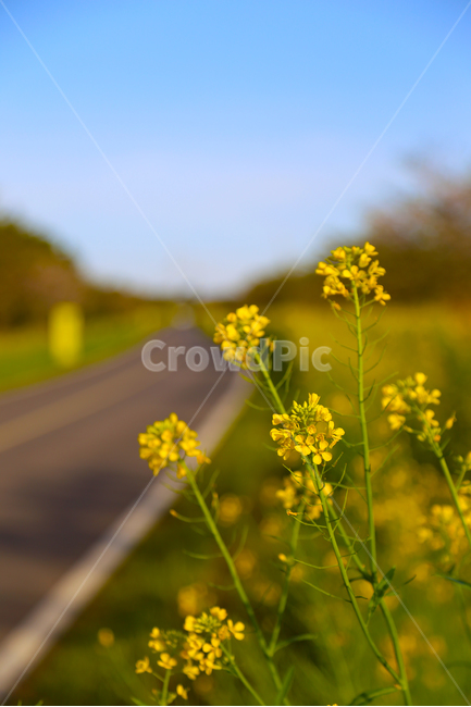 제주도,봄,봄날,유채,노랑,봄,계절,spring,season,식물,자연,plants,nature,꽃,flower,plant,blossom