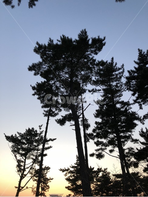 tree,나무,plant,식물,전나무,실루엣,silhouette
