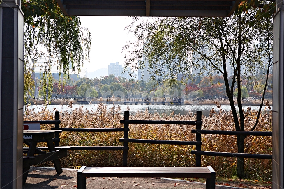 부천호수공원,호수,갈대,억새,식물,자연,풍경,풀,잡초,공원,가을,계절,fall,autumn,season,자연,풍경,nature,landscape,railing,난간