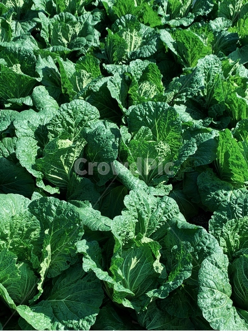 plant,식물,vegetable,야채,배추,음식,식물,자연,plants,nature