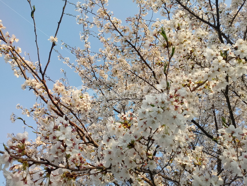 벚꽃,벚나무,꽃,하얀,봄