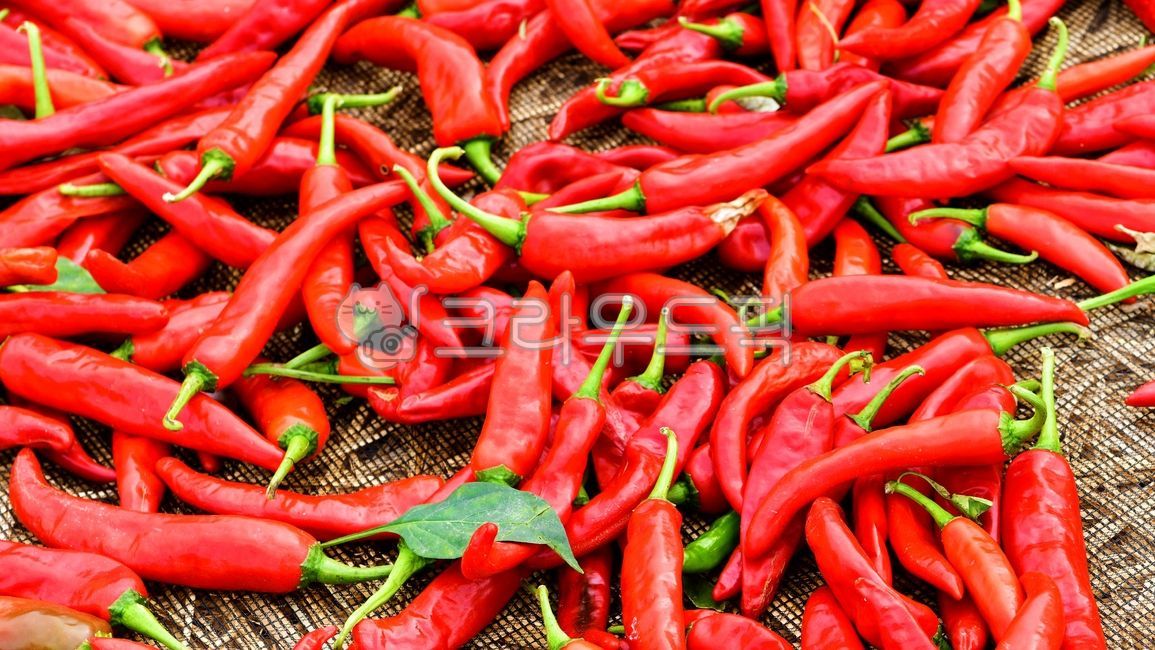 plant, 식물, pepper, 후추, food, 사진,이미지,일러스트,캘리그라피 - 영산공작가
