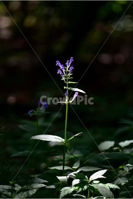 광릉골무꽃,꿀풀과,골무꽃속,야생화,봄,꽃,plant,wild,flower,자연,생태,식생,풀꽃,식물,자연,plants,nature,꽃,flower