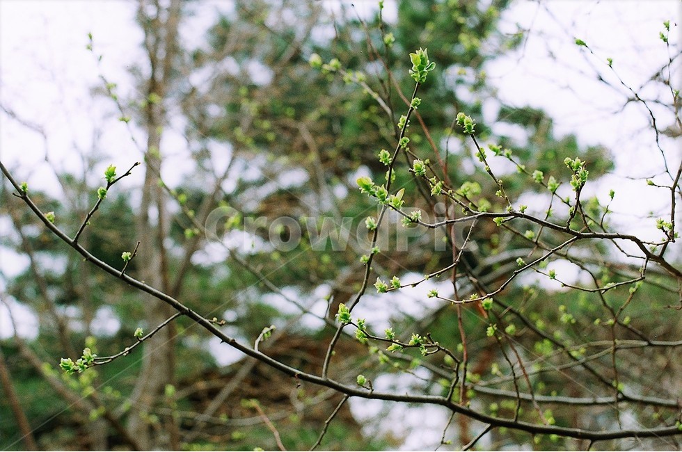 봄,봄날,새싹,초록색,나무,잎사귀,3월,연두색,자연,식물,나뭇가지,green,spring,필름,감성,봄,계절,spring,season,식물,자연,plants,nature