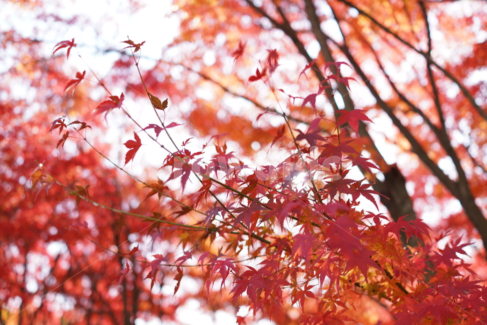 단풍,가을,붉은색,단풍나무,빨강,가을,계절,fall,autumn,season,식물,자연,plants,nature,leaf,잎,plant,tree,나무,maple