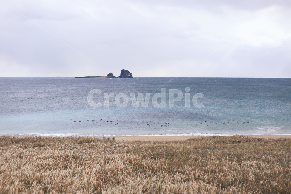 겨울,제주,제주바다,자연,찬공기,겨울바다,갈대,자연,풍경,nature,landscape,outdoors,옥외,land,땅,shoreline,해안선,water,물,ocean,대양,sea,바다,coast,연안