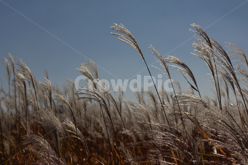 가을,가을감성,갈대,갈대밭,풍경,grass,잔디,plant,식물