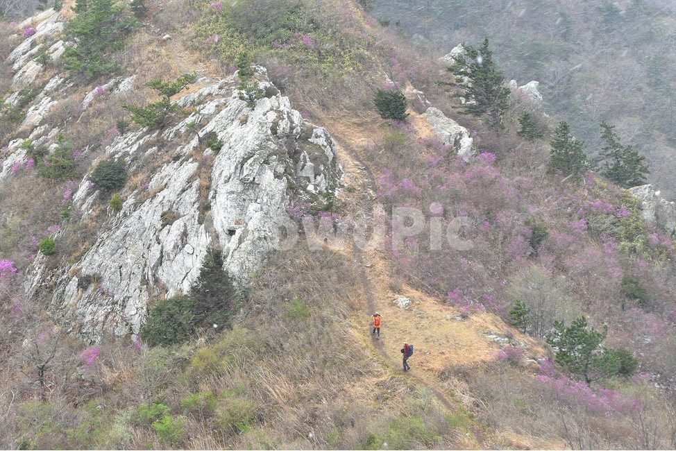 주작산,덕룡산,종주,진달래,풍경,기암,바위,비경,봄풍경,진달래꽃,강진,명산,산행,등산,마운틴,힐링,mountain,landscape,자연,natural,자연,풍경,nature,landscape,한국자연풍경,한국자연경관,korea nature landscape,slope,경사,person,사람,human,인간,outdoors,옥외