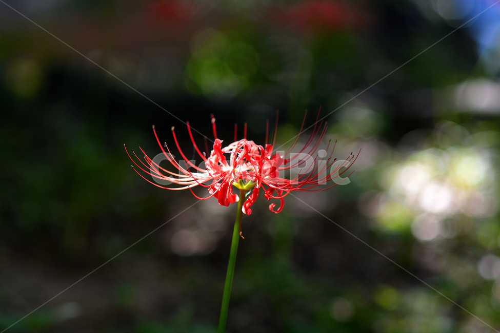 꽃무릇,꽃,식물,플라워,자연,식물,자연,plants,nature,꽃,flower