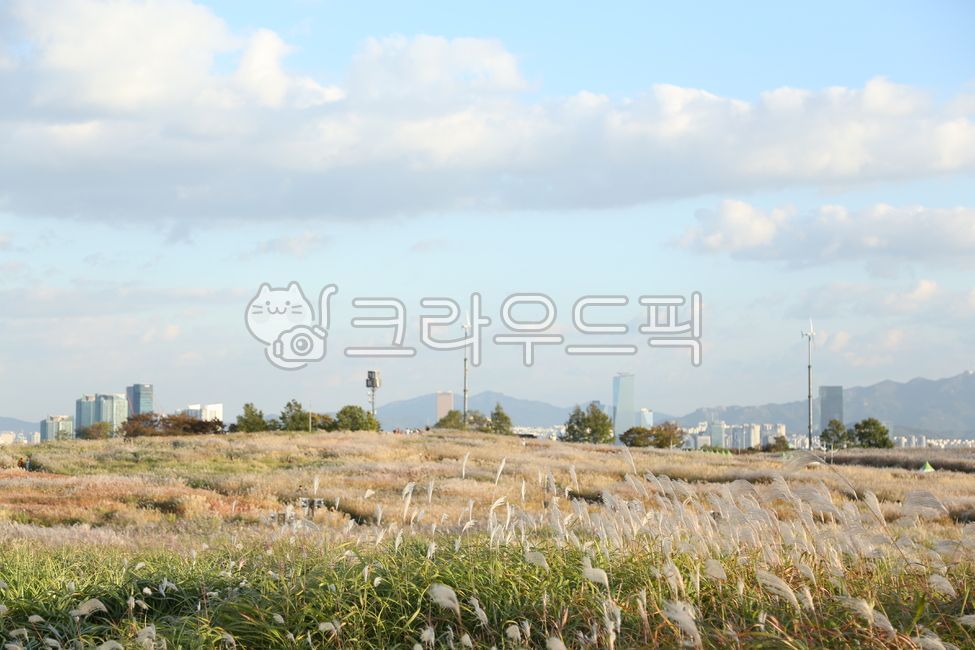blue sky,landscape photography,Silver grass,Reed,field,grass,plant,silver grass,autumn,Silver Grass Festival