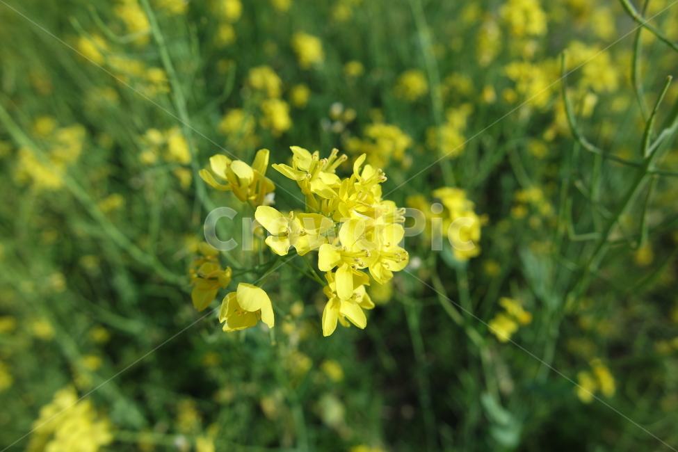 유채꽃,노란색,봄,화사함,초록색,꽃,rapeflower,flower,yellow
