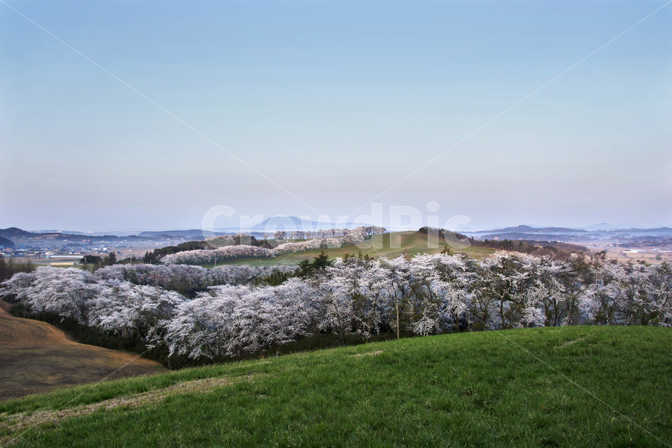 plant,식물,벚꽃,들판,cherryblossem,자연,풍경,nature,landscape