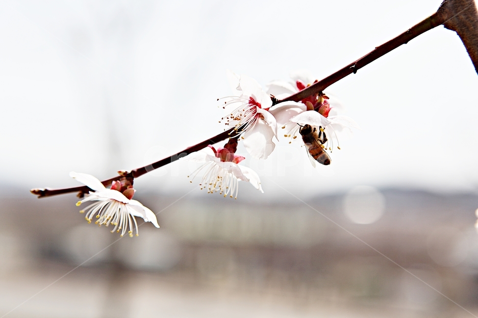 매화,꽃,매화꽃,나무,배경,자연,자연,풍경,nature,landscape,식물,plants,꽃,flower,나무,trees,wood,plant,pollen,화분