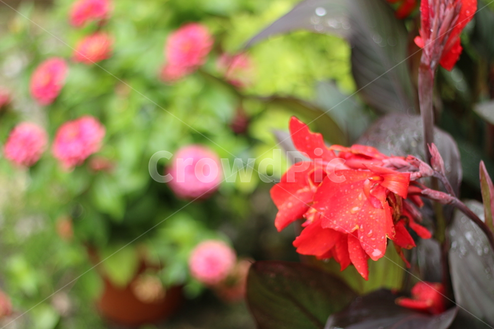 꽃,빗방울,풍경,Flower,여행,식물,자연,plants,nature,꽃,flower
