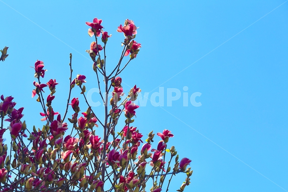 식물,꽃,flower,plant,홍목련,나무,하늘,봄