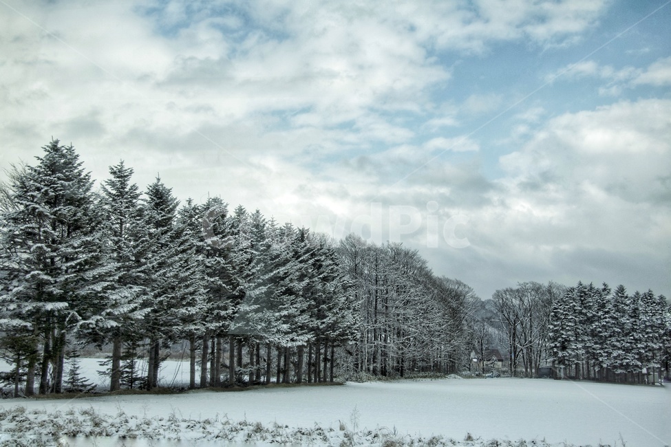 홋카이도,북해도,겨울,나무,홋카이도겨울,하늘,겨울풍경,겨울,계절,winter,season,자연,풍경,nature,landscape,tree,plant,식물,fir,전나무