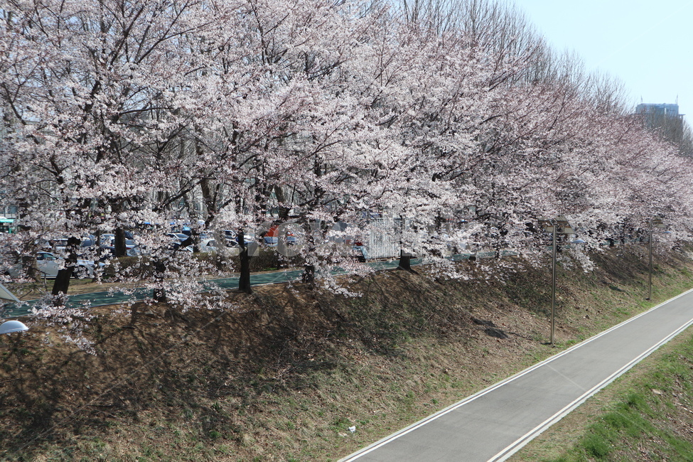 꽃,벚꽃,산책길,벚꽃길,벚꽃나무,식물,blossom,flower