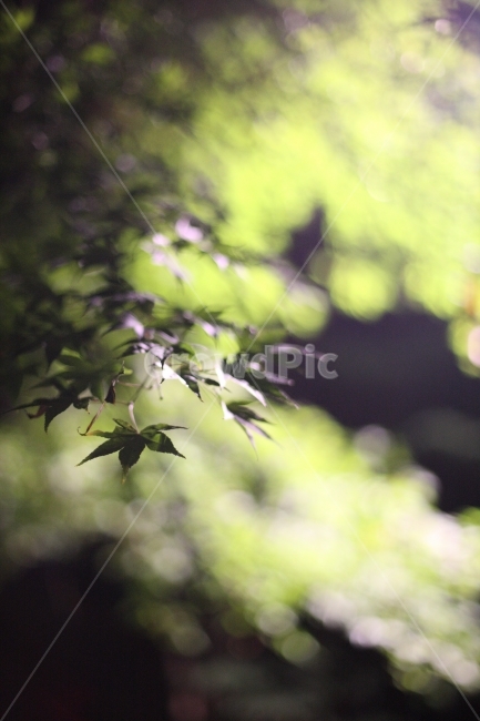 단풍,밤,야경,산책,nightview,maple,식물,자연,plants,nature