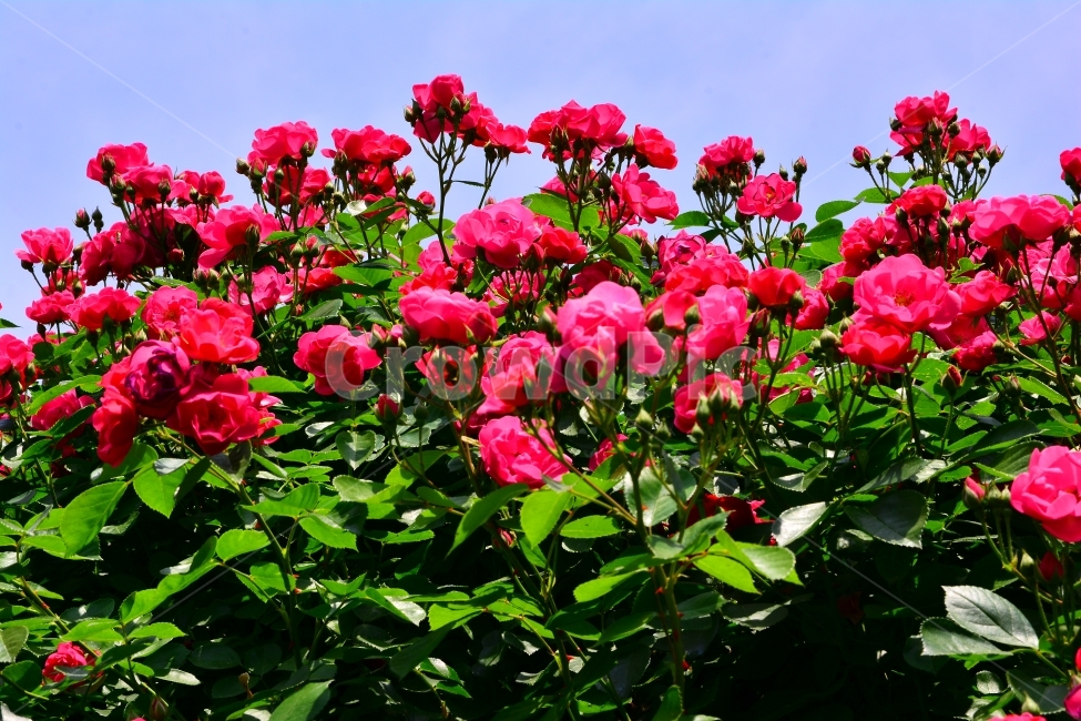 장미,로즈,ROSE,우아한,화려한,향기,향수,화장품,코스메틱,봄꽃,식물,시안,광고,홍보,편집,sns,ebook,배경,화초,초록,녹색,green,5월의여왕,가시,엘레강스,장미원,장미축제,정원,가든,앞뜰,화단,공원,FLOWERS,GREEN,잡지,출판,마케팅,전단,축제,나들이,5월,꽃잎,꽃송이,나무꽃,SPRING,PARK,식물,자연,plants,nature,꽃,flower