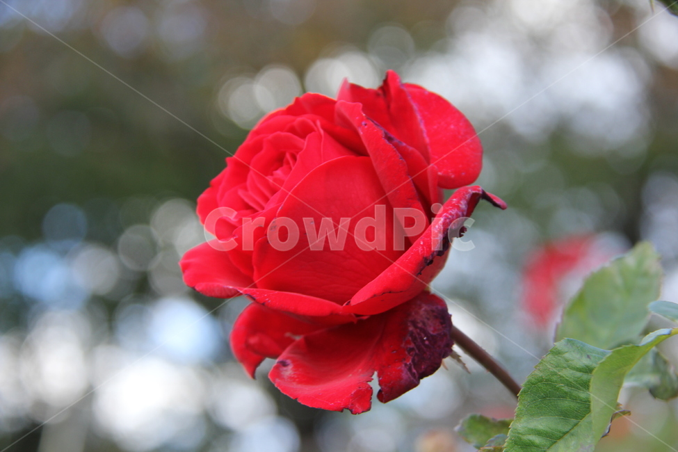 장미,봄꽃,식물,빨간장미,꽃,식물,자연,plants,nature,꽃,flower