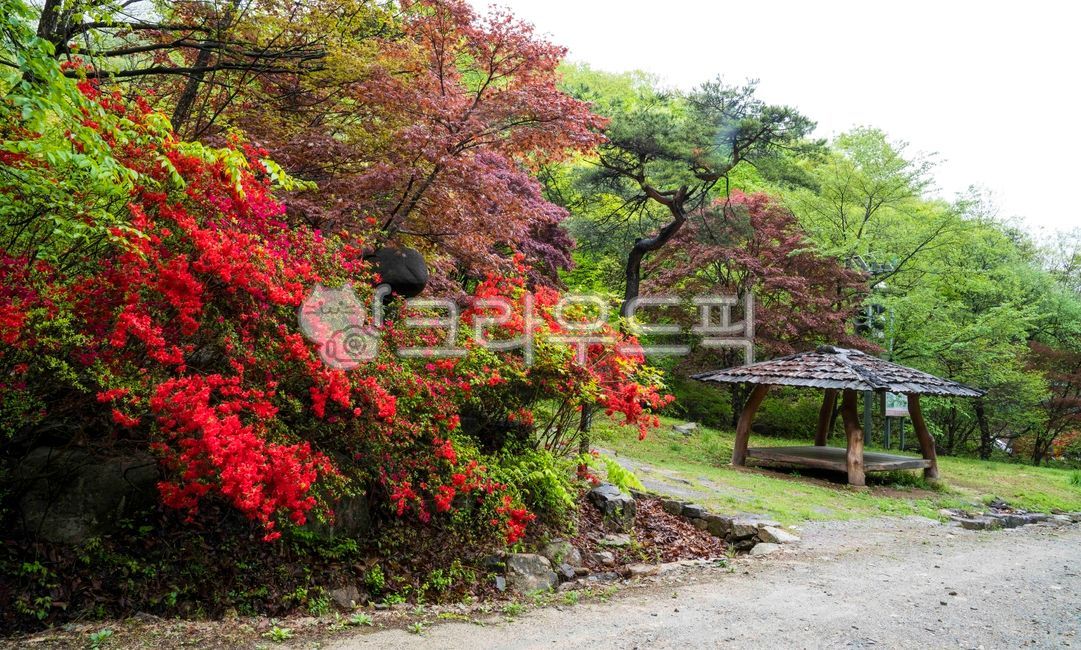 ecological park,azalea flower,sprout,nature,sperm,azalea,flower road,Azalea,fresh green,spring,trail,outdoors,Gamagol,season,park
