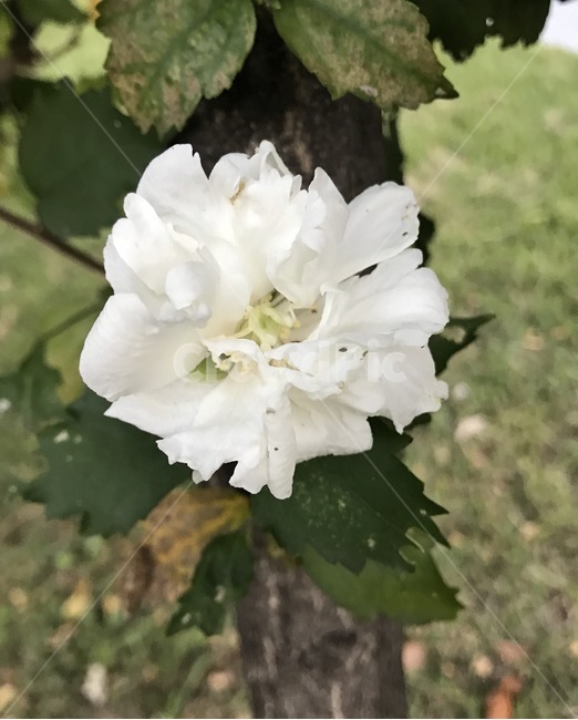 꽃,플라워,flower,자연,식물,식물,자연,plants,nature,꽃,flower