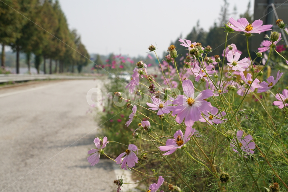 코스모스,cosmos,flower,꽃,국화과,plant,식물,식물,자연,plants,nature,꽃,flower