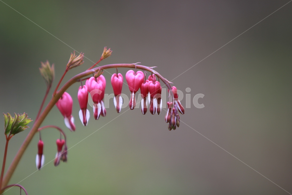 꽃,봄,금낭화,야생화,자연,봄꽃,식물,자연,plants,nature,꽃,flower
