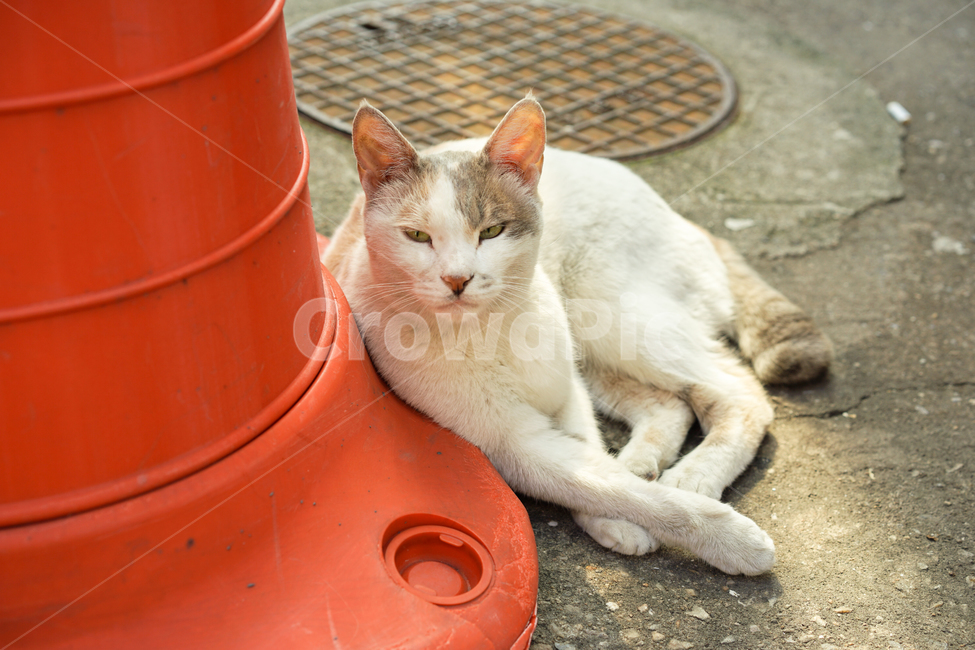 고양이,길고양이,cat,냐옹,길냥이,동물,animal,포유류,mammal,고양이,cat,kitten,kitty