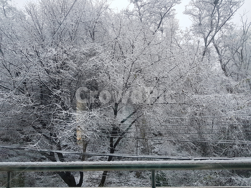 겨울,눈,풍경,겨울풍경,겨울나무,설경,snow,winter,첫눈,scenery,tree,snowtree,겨울,계절,winter,season,자연,풍경,nature,landscape,outdoors,옥외