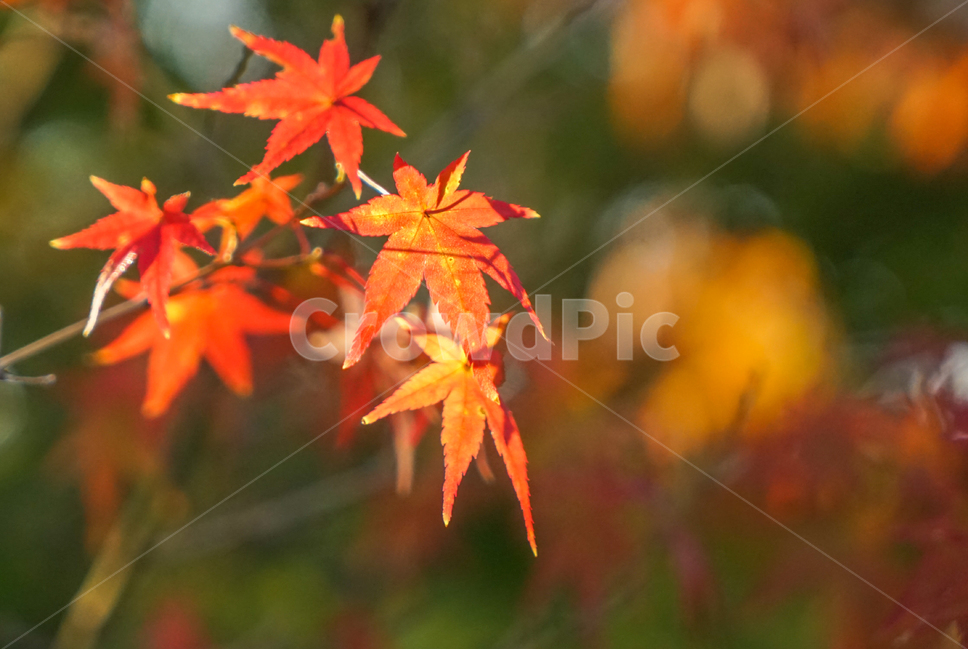 단풍,가을,계절,단풍잎,잎새,자연,식물,가을,계절,fall,autumn,season,식물,자연,plants,nature,plant,leaf,잎,tree,나무