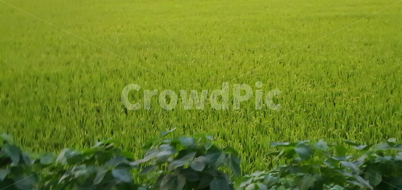 vegetation,초목,plant,식물,field,자연,nature,논,초록색,자연,풍경,nature,landscape,grassland,목초지,outdoors,옥외,들