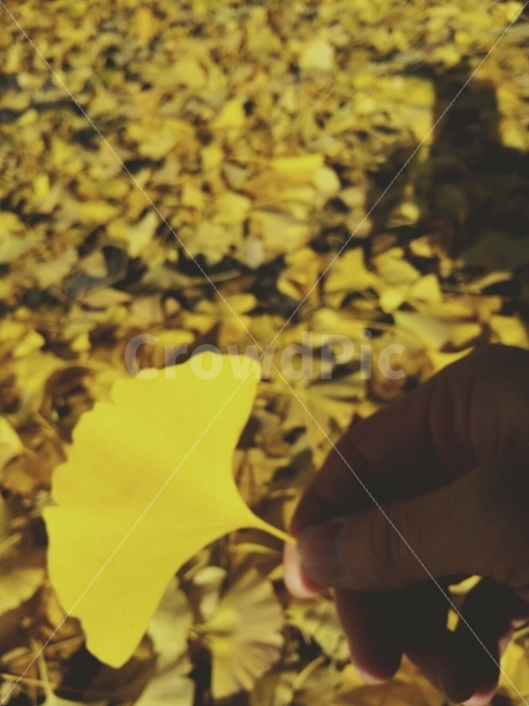 배경화면,낙엽,은행나무,가을,노랑,가을,계절,fall,autumn,season,식물,자연,plants,nature,사람,인물,인간,human,person,연출,컨셉,콘셉,direction,concept,plant,leaf,잎