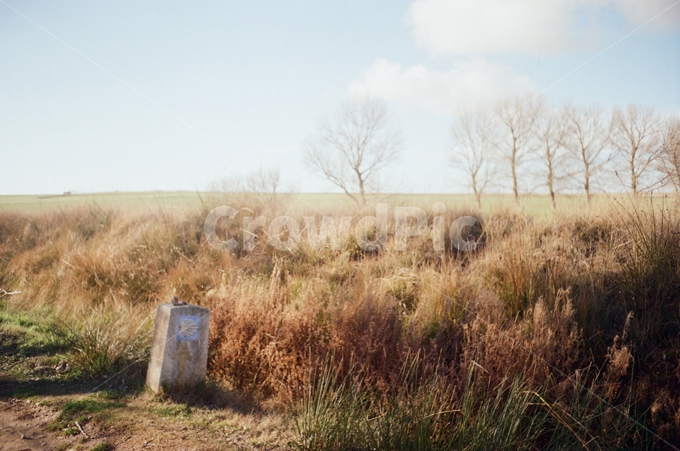 grass,잔디,plant,식물,산티아고,순례길,나무,자연,자연,풍경,nature,landscape