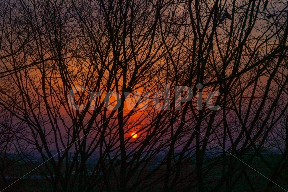 나무,자연,석양,노을,저녁,자연,풍경,nature,landscape,식물,plants,나무,trees,wood,outdoors,옥외,sky,하늘,red sky,붉은 하늘,dusk,황혼,dawn,새벽,sunset,일몰,sunrise,해돋이