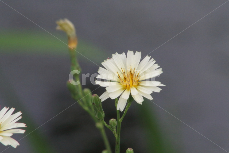 왕고들빼기,야생화,국화과,꽃,indianlettuce,고들빼기,식물,자연,plants,nature,꽃,flower