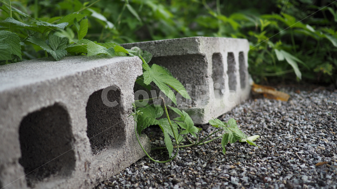 시멘트블럭,식물,도로,plant,그린