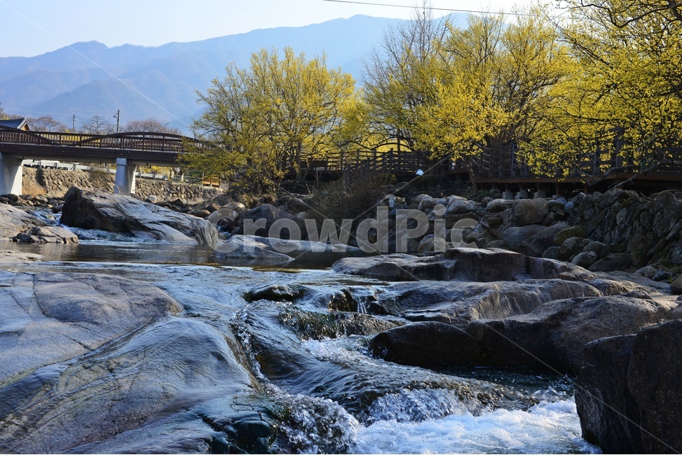 전남,구례,산동,산수유마을,산동산수유마을,산수유,산수유꽃,노랑꽃,봄,봄꽃,계절,water,물,nature,자연,경치,경관,풍경,outdoors,옥외,stream,흐름,자연,풍경,nature,landscape