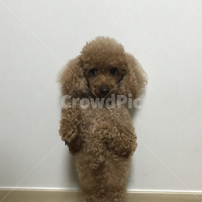 강아지,혼나는강아지,눈치,벌,훈육,귀여움,puppy,puddle,동물,animal,포유류,mammal,개,강아지,dog,doggy