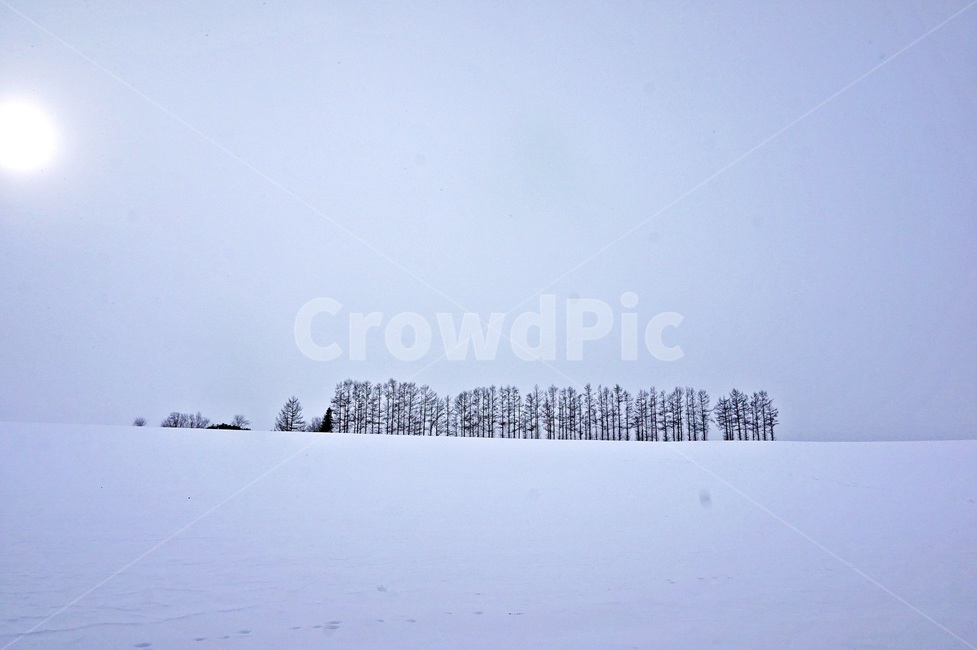 눈보라,눈밭,겨울,폭설,winter,눈,snow,나무,겨울,계절,winter,season,자연,풍경,nature,landscape