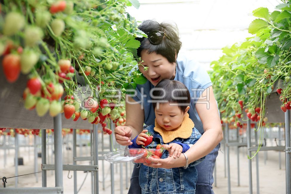 Children,infants,strawberries,hydroponics,vertical farming,babies,experience,grandmothers,farms,local food,families,baskets,containers,tours,farms,agriculture,rural areas,weekend farms,fruits,agricultural products,greenhouses,fields,