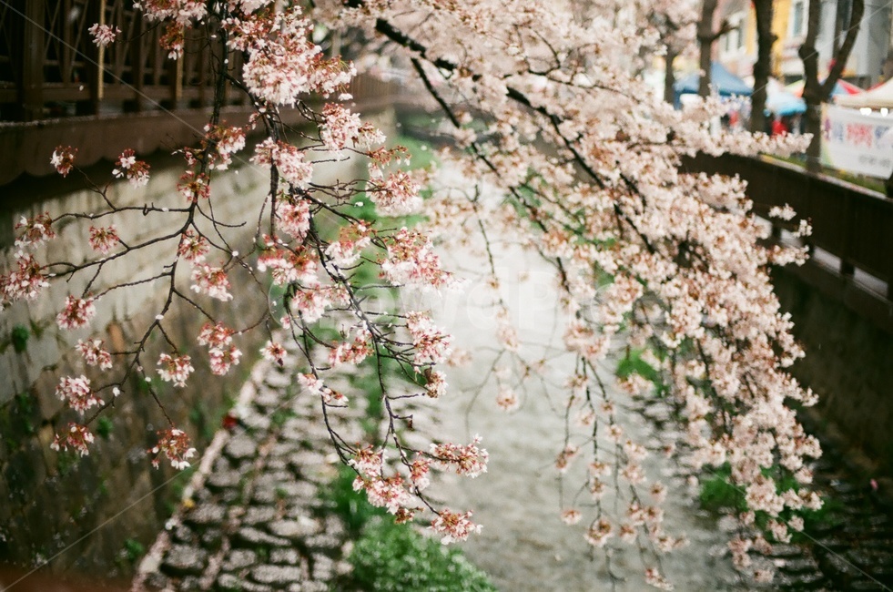 벚꽃,벚나무,cherryblossom,봄,4월,꽃,식물,자연,풍경,꽃잎,나무,sakura,spring,flower,봄,계절,spring,season,식물,자연,plants,nature,꽃,flower,감성,sensible,feeling,plant,blossom,cherry blossom