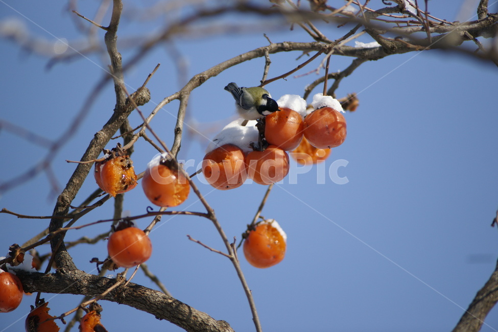 겨울,박새,홍시,감,새,겨울,계절,winter,season,동물,animal,조류,새,birds,과일,열매,fruit