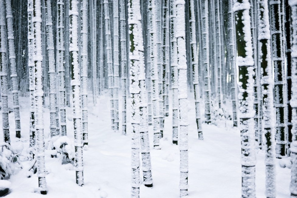 담양,죽녹원,겨울,눈,대나무,자연,풍경,nature,landscape,겨울,계절,winter,season,outdoors,옥외,snow