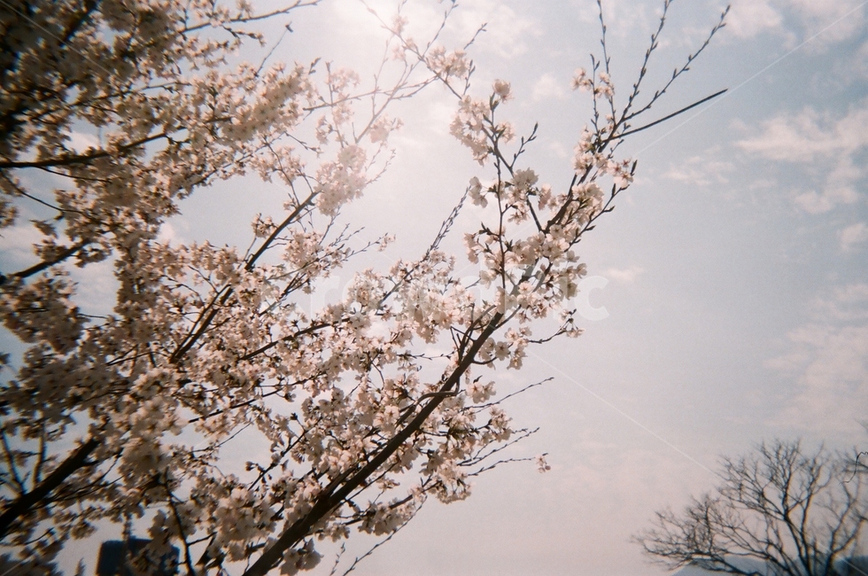 벚꽃,벚나무,하늘,봄,햇살,필름사진,역광,꽃,꽃나무,벚꽃놀이,나무,cherryblossom,sky,spring,tree,flower,blossom,감성,토이카메라
