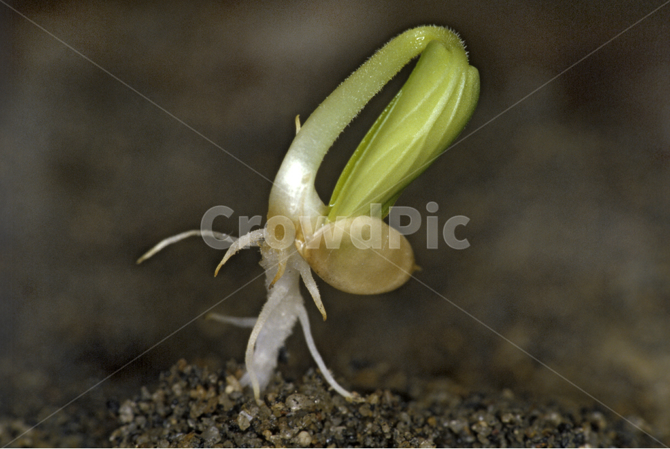 봄,봄꽃,새싹,오이싹,발아,식물,자연,plants,nature