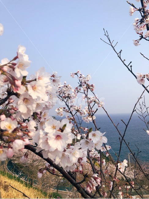 벚꽃,cherryblossom,blossom,꽃,flower