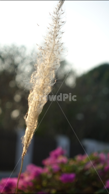 plant,식물,grass,잔디,가을,강아지풀,억새