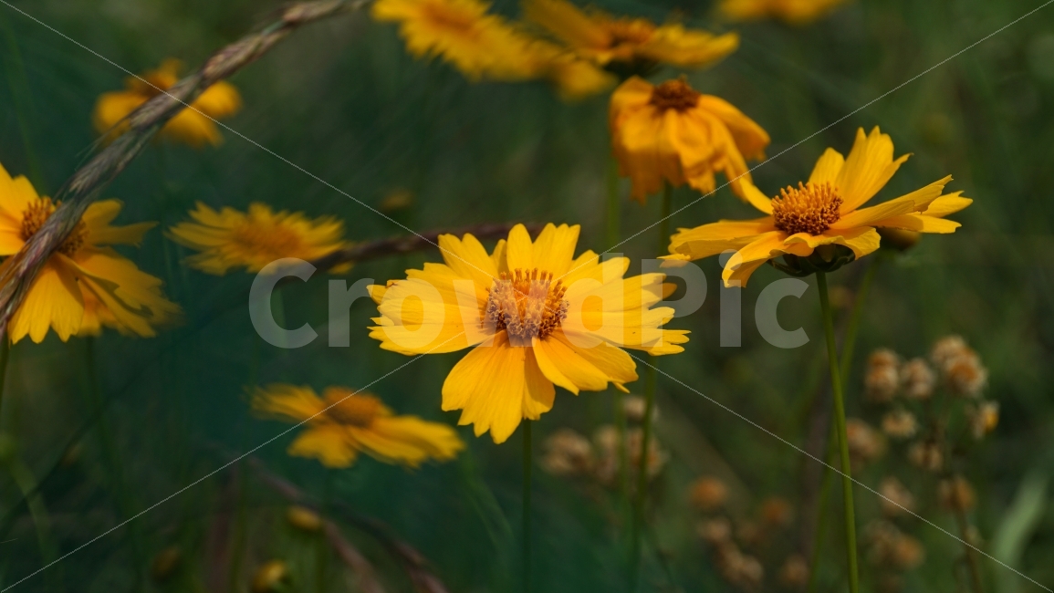 금계국,꽃,플라워,자연,식물,flower,nature,꽃사진,접사,macro,풍경,landscape,plants,식물,자연,plants,nature,감성,sensible,feeling,꽃,flower